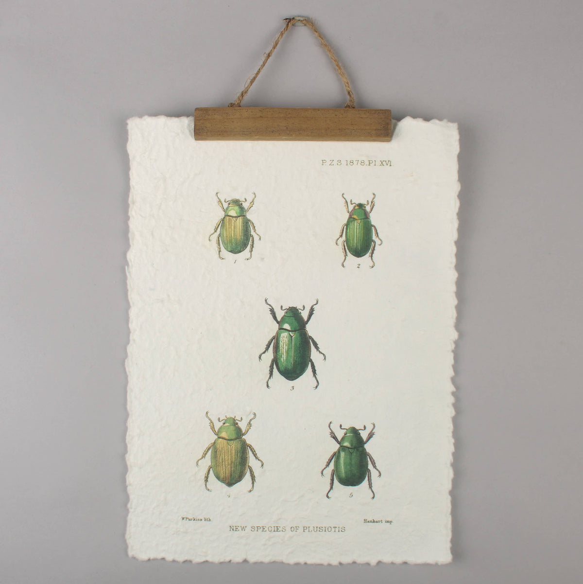 Vintage Beetle Wall Hanging– Entomology Print Handmade Paper