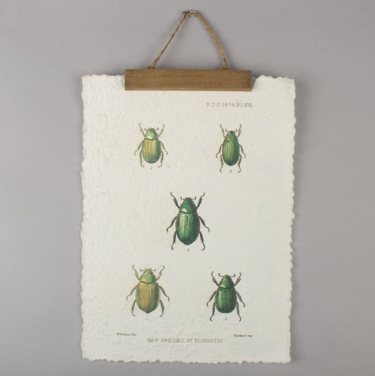 Vintage Beetle Wall Hanging– Entomology Print Handmade Paper